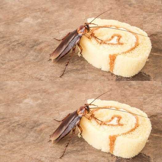 With This Ancient Chinese Method, Cockroaches Remain Only a Distant Memory