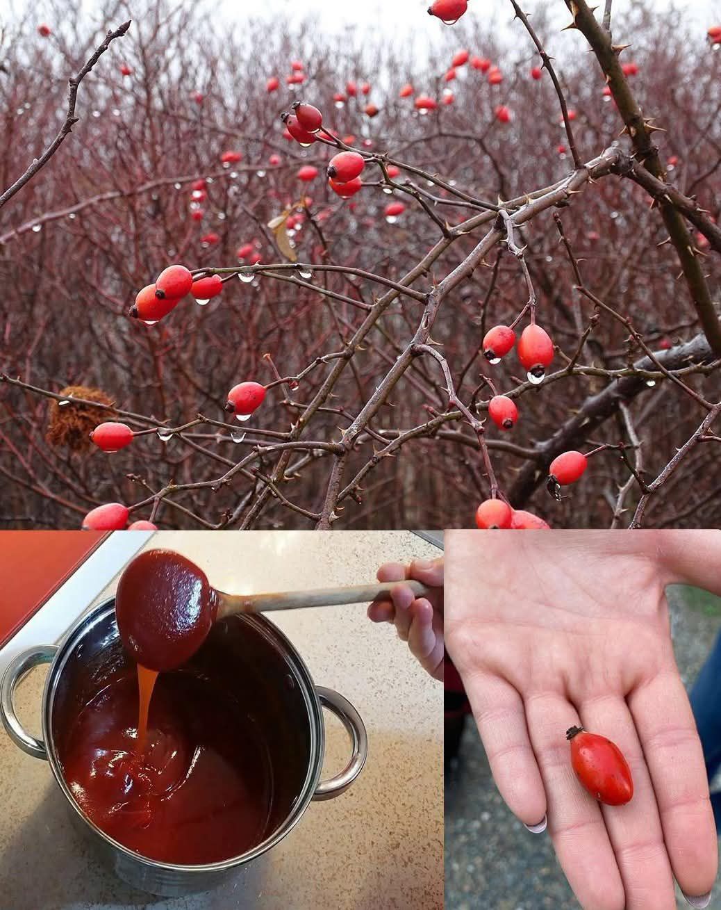 The Hidden Power of Dog Rose (Rosa canina): 10 Surprising Health Benefits and How to Use It