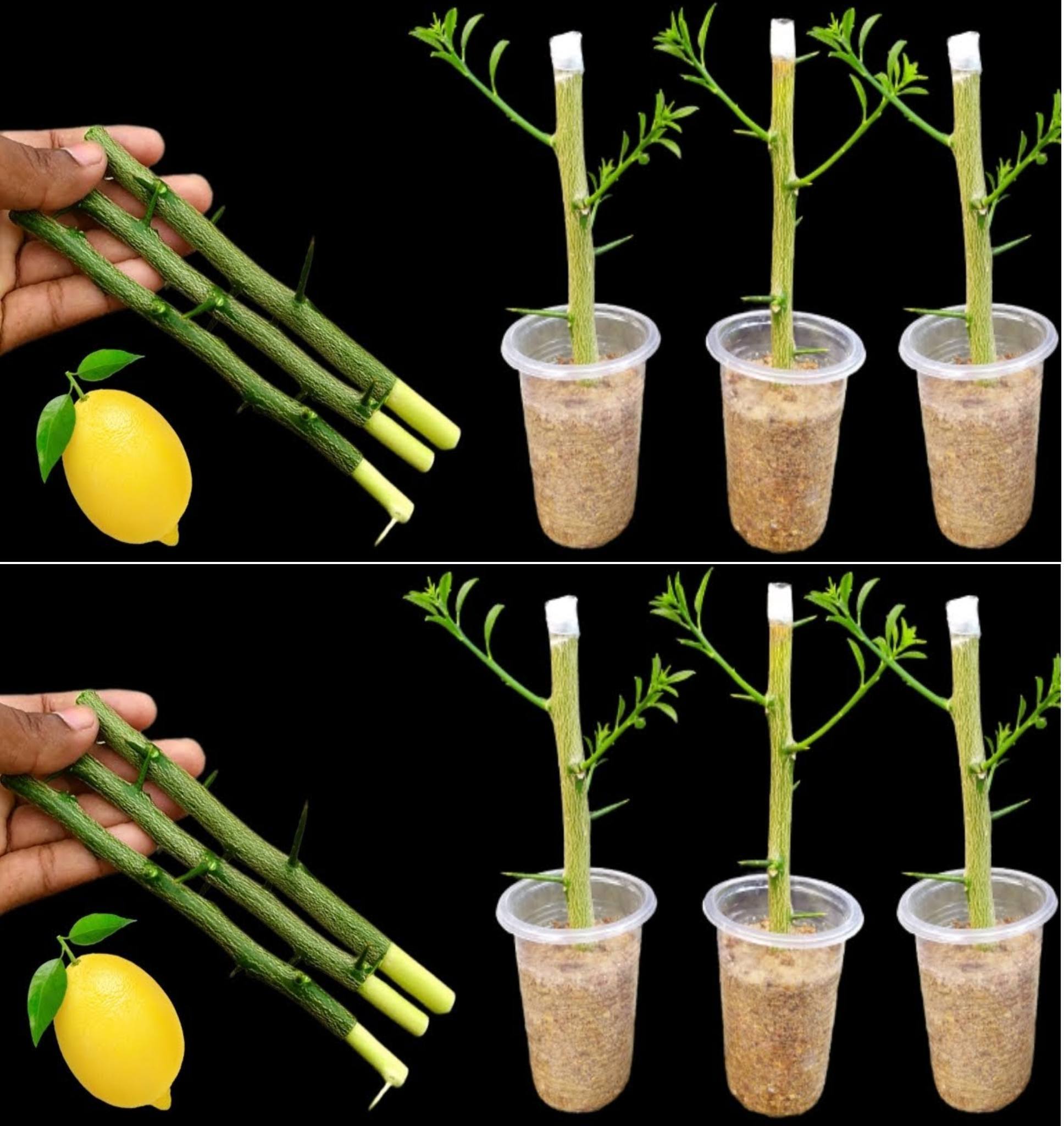 Lemon plant: how to grow it in pots and always have fresh and fragrant citrus fruits