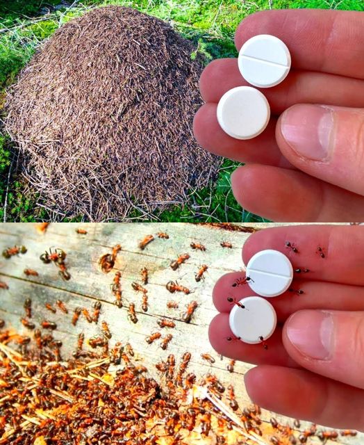 Effective Methods to Eliminate Ants Without Using Pesticides