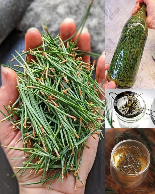 The hidden power of the pine tree: an unpretentious wonder of nature….