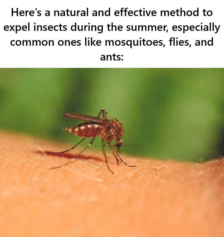 Here’s a natural and effective method to expel insects during the summer, especially common ones like mosquitoes, flies, and ants: