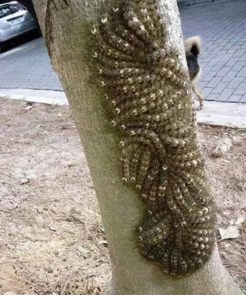 The Hidden Outdoor Hazard That Almost Ended Our Family Picnic